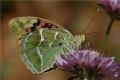 Argynnis pandora